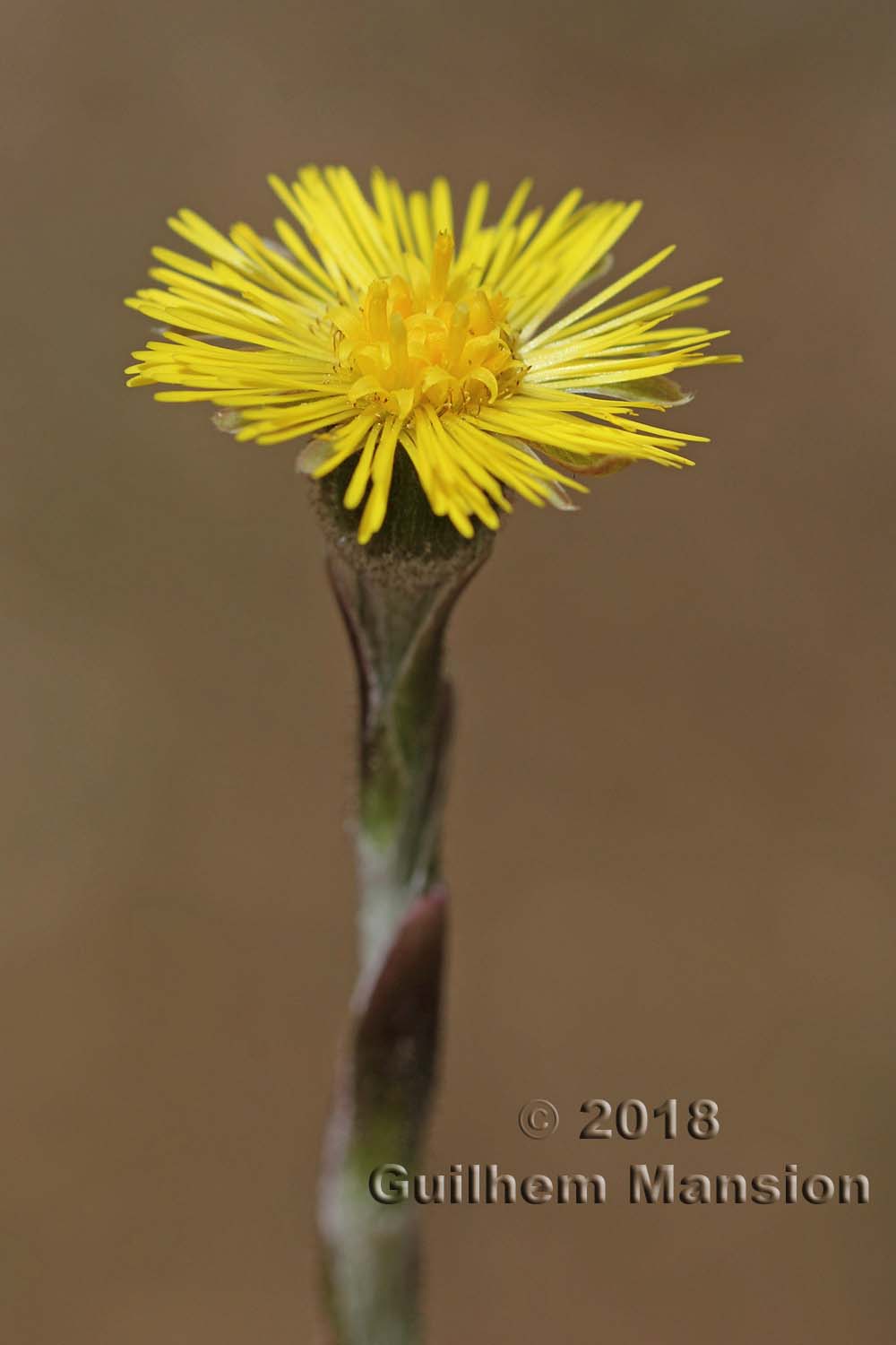 Tussilago farfara