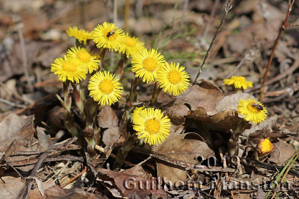 Tussilago farfara