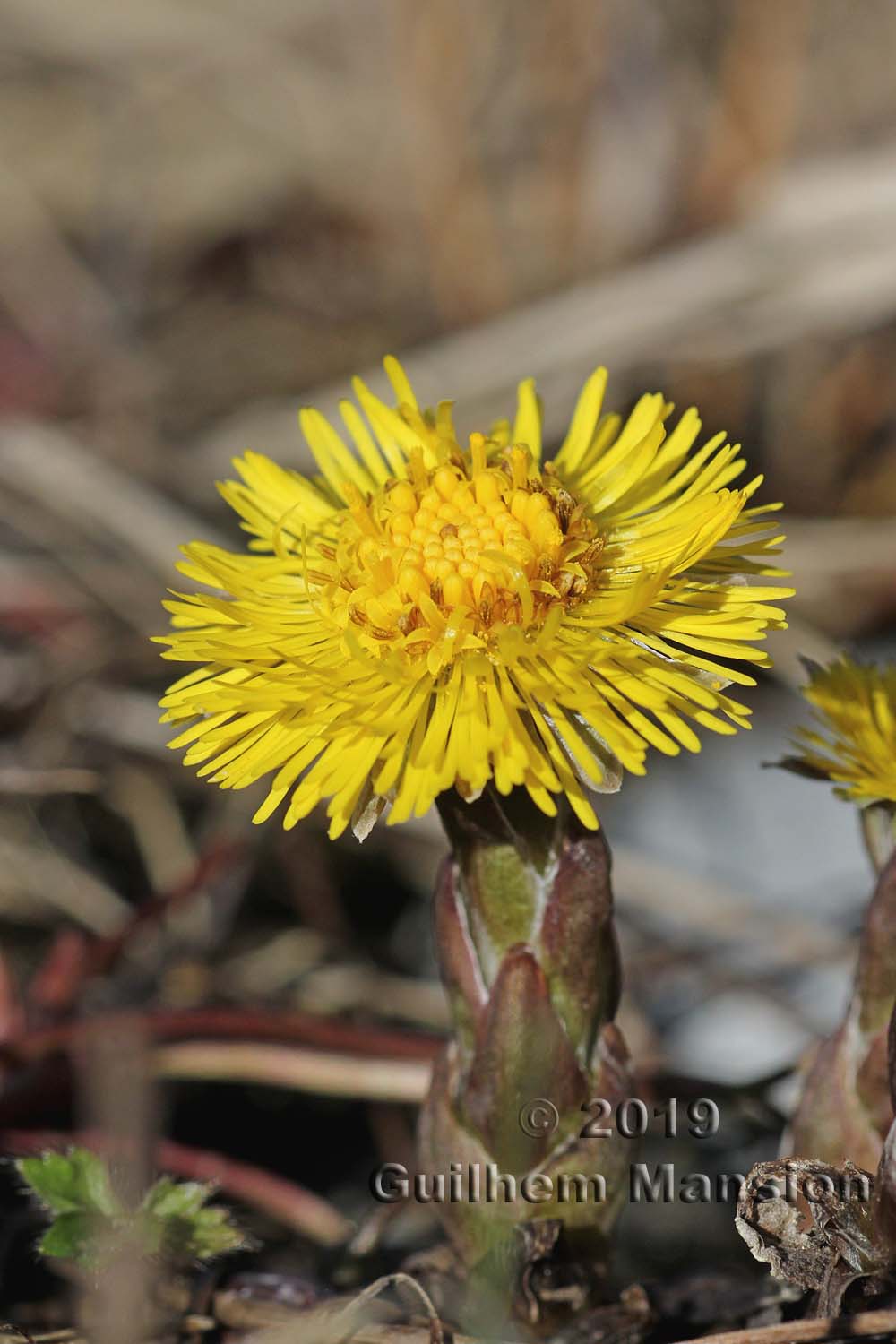 Tussilago farfara