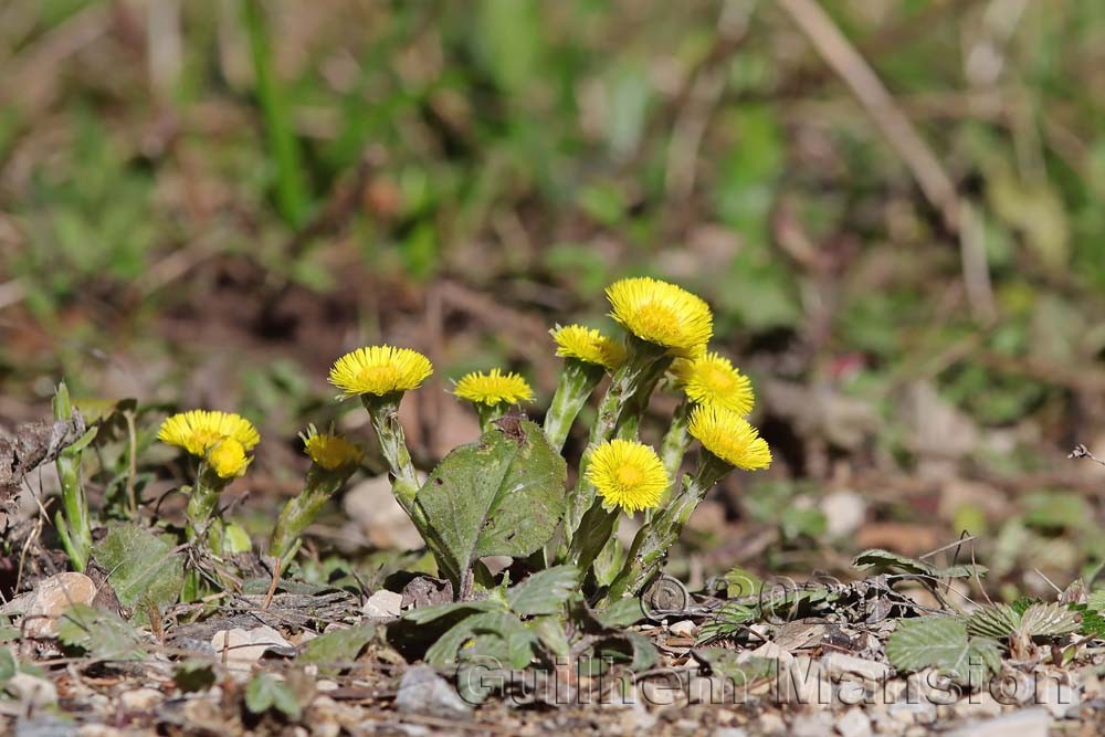 Tussilago farfara