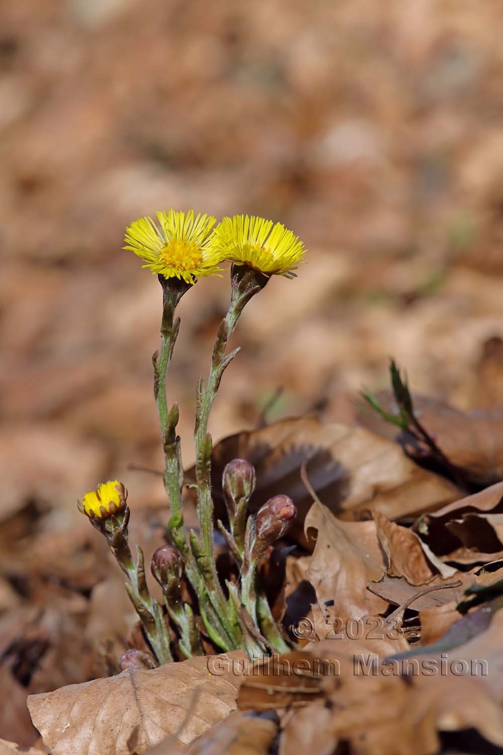 Tussilago farfara