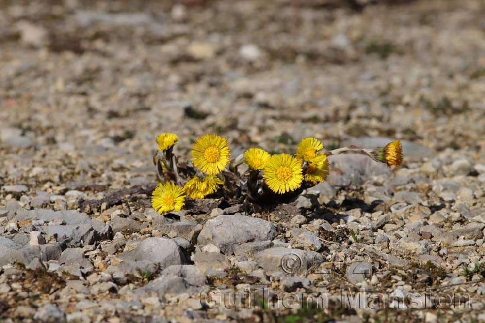 Tussilago farfara