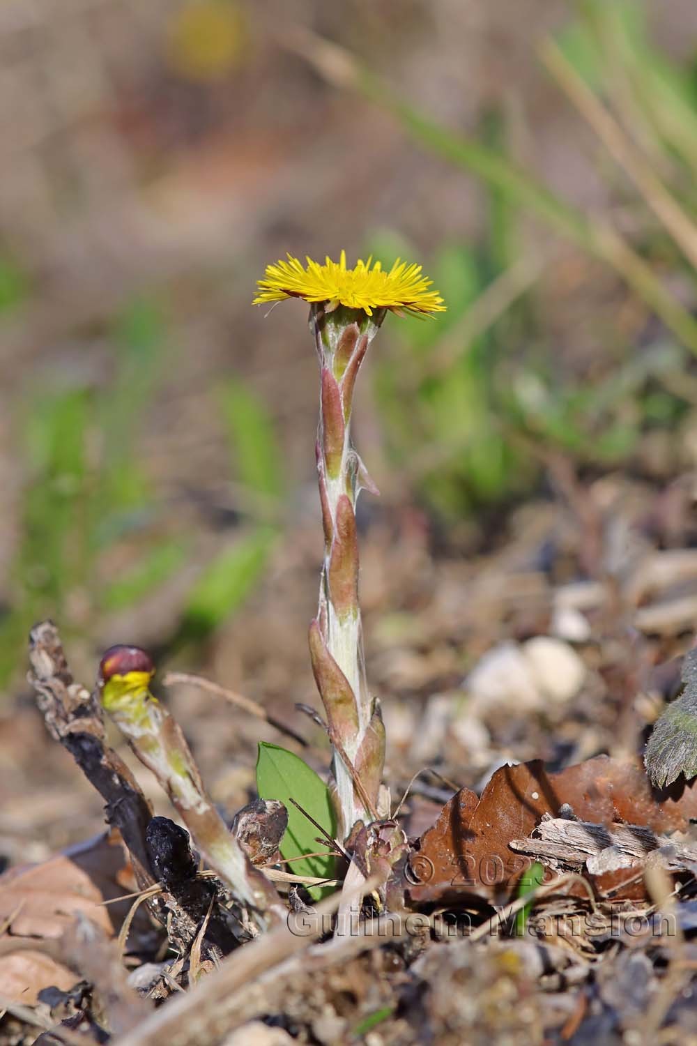 Tussilago farfara