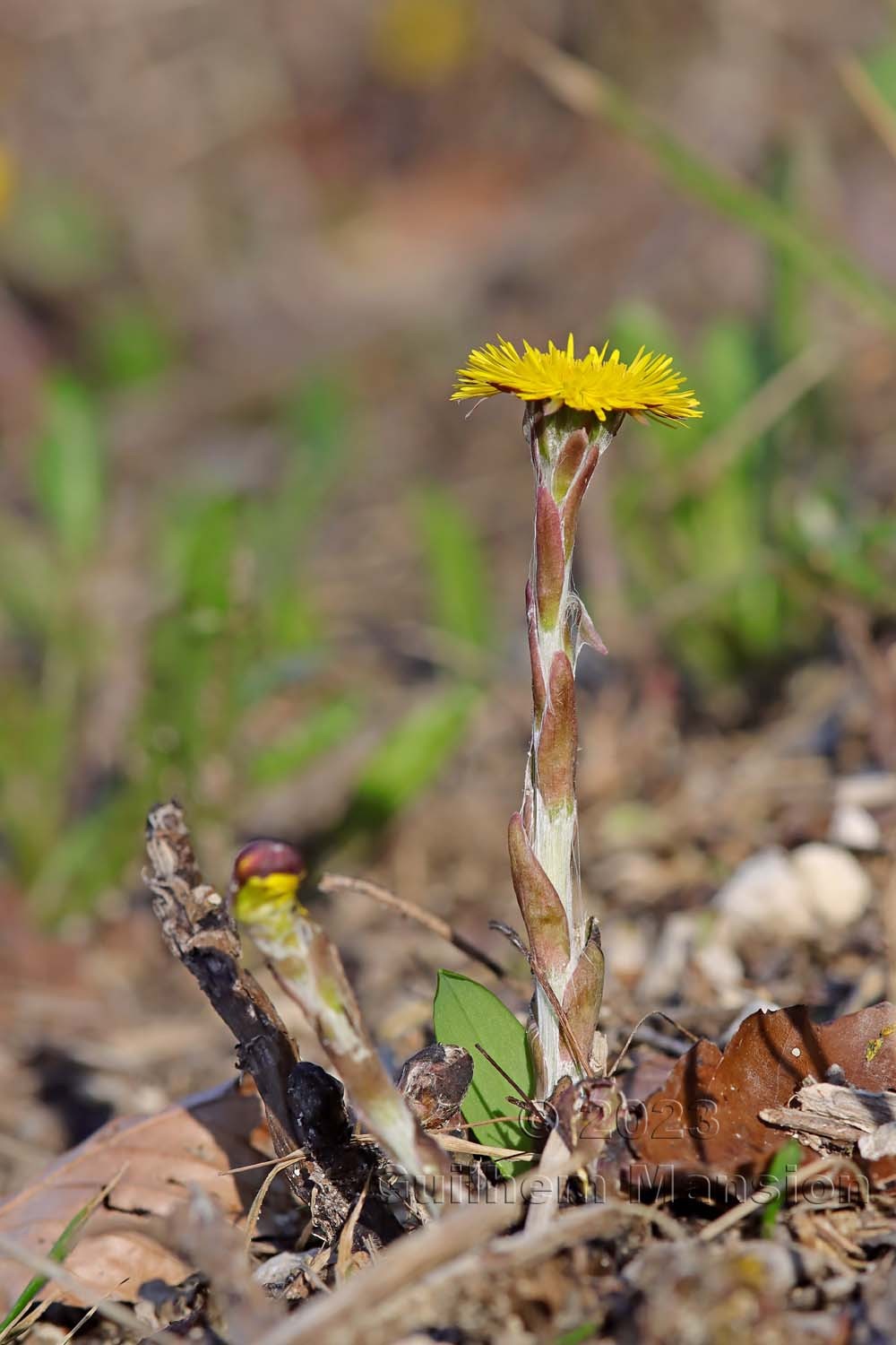 Tussilago farfara