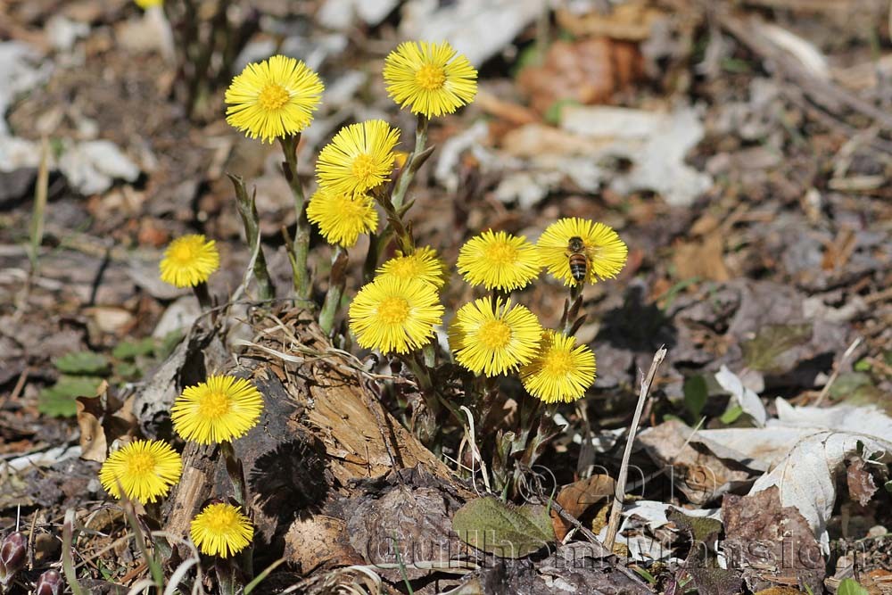 Tussilago farfara