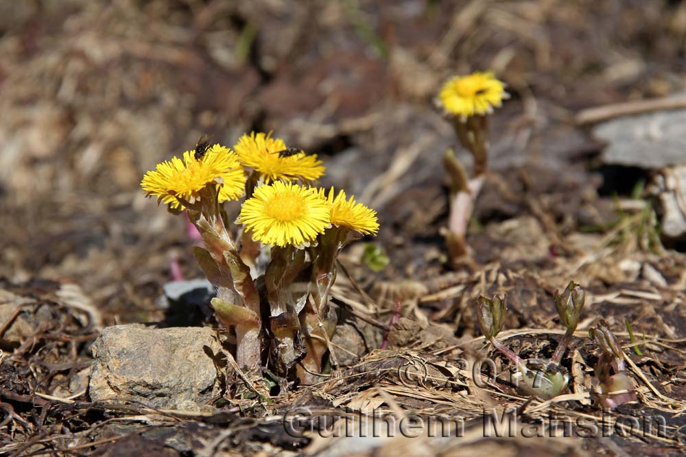 Tussilago farfara