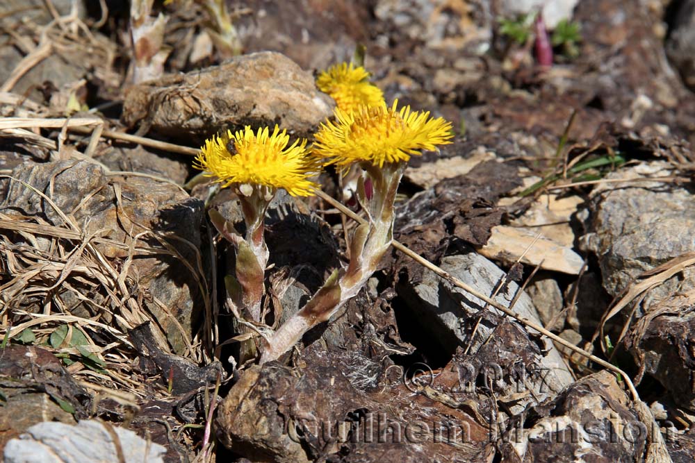 Tussilago farfara