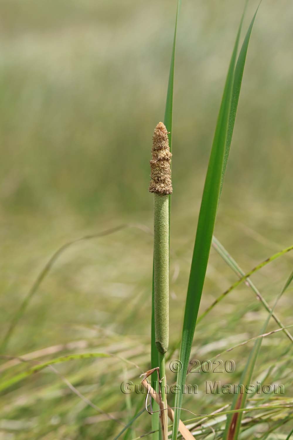 Typha latifolia