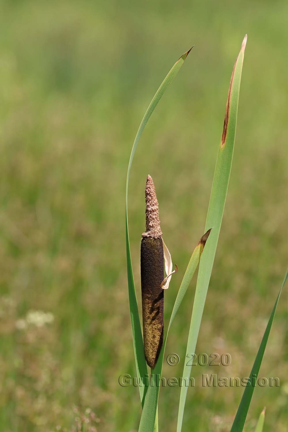 Typha latifolia