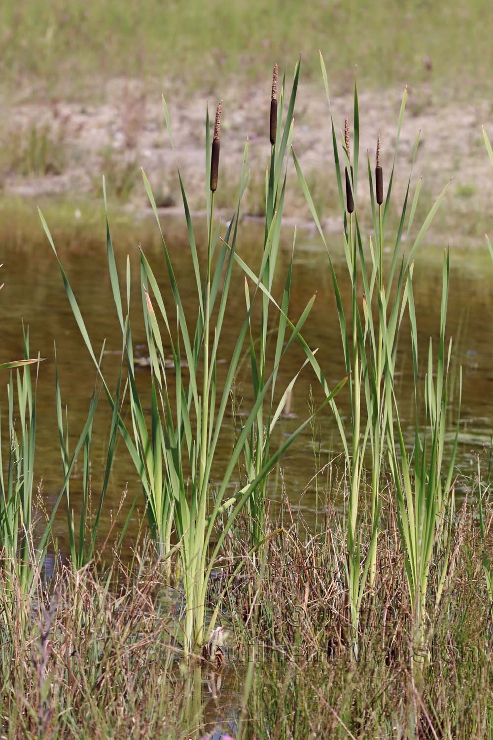 Typha latifolia