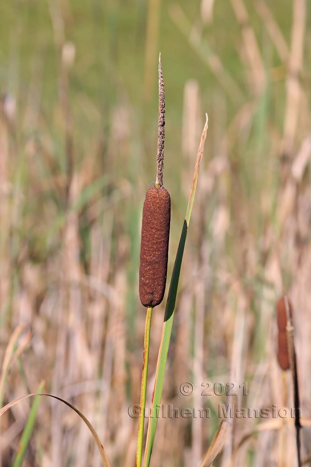 Typha latifolia