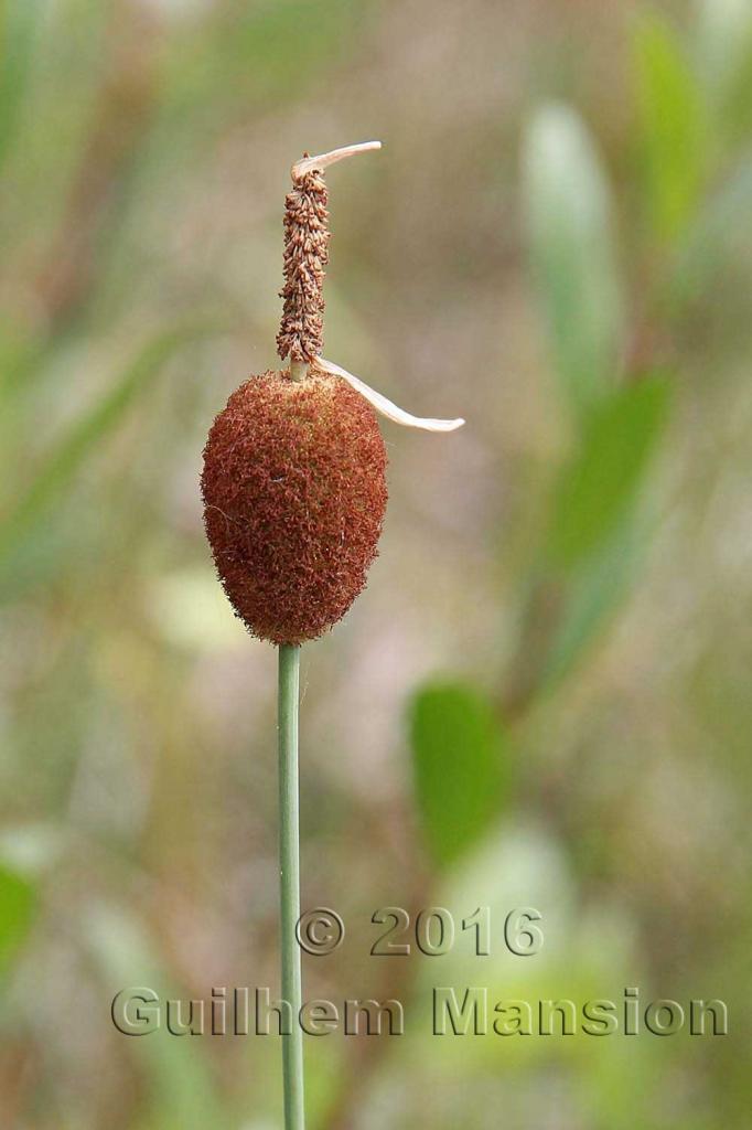 Typha minima