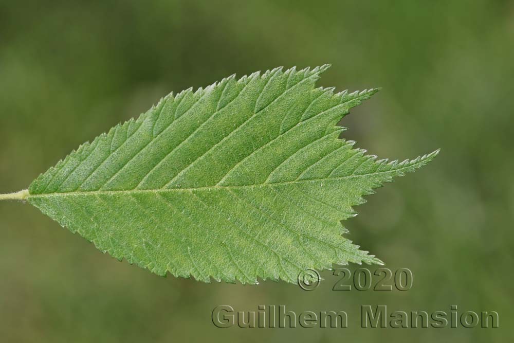 Ulmus glabra