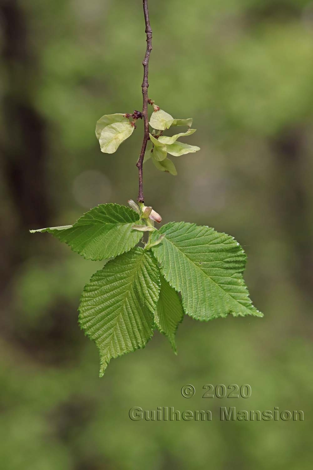 Ulmus glabra