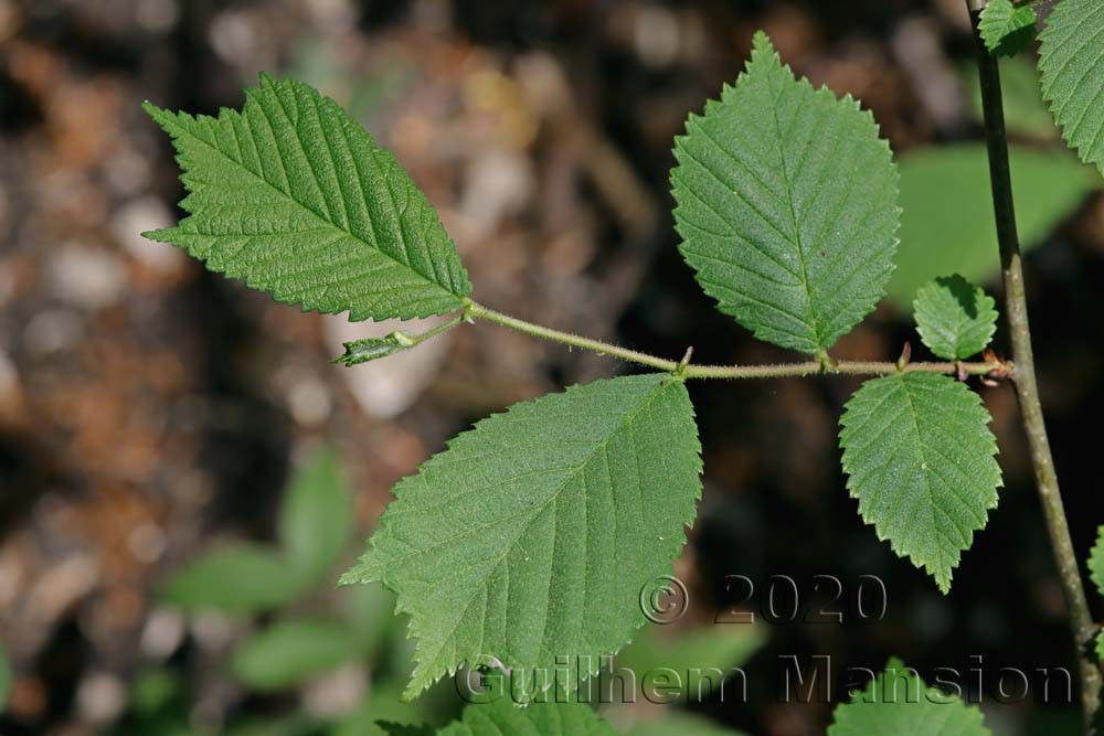 Ulmus glabra