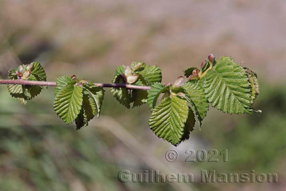 Ulmus minor