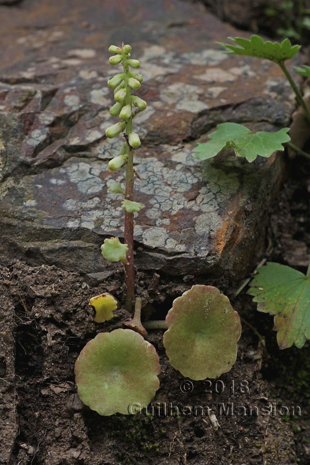 Umbilicus rupestris