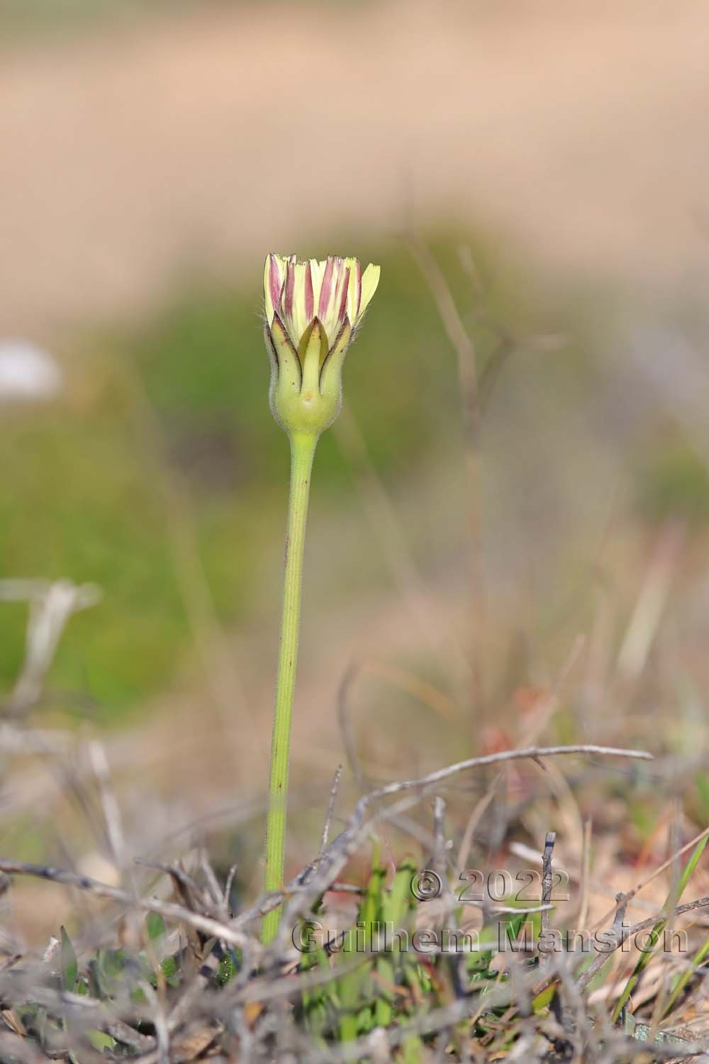 Urospermum dalechampii