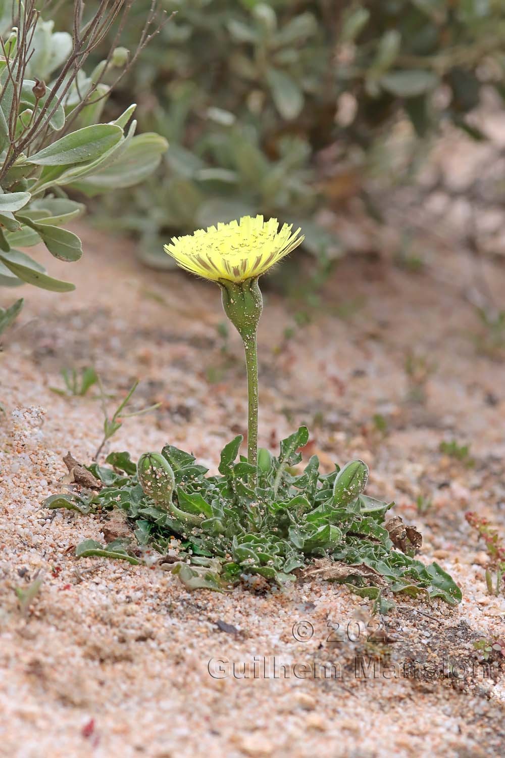 Urospermum dalechampii