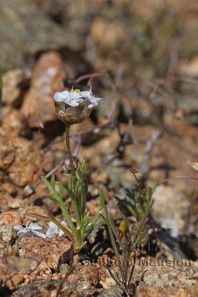 Ursinia kamiesbergensis