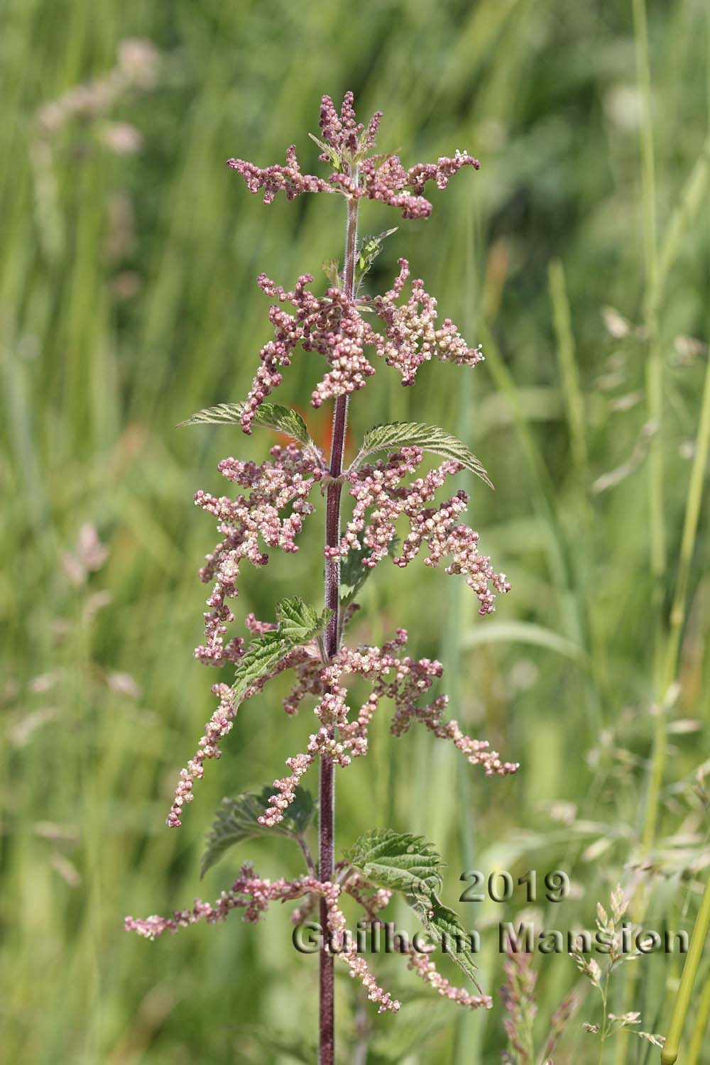 Urtica dioica