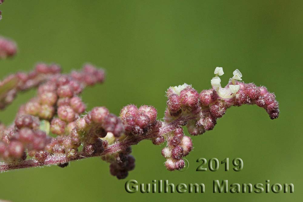 Urtica dioica