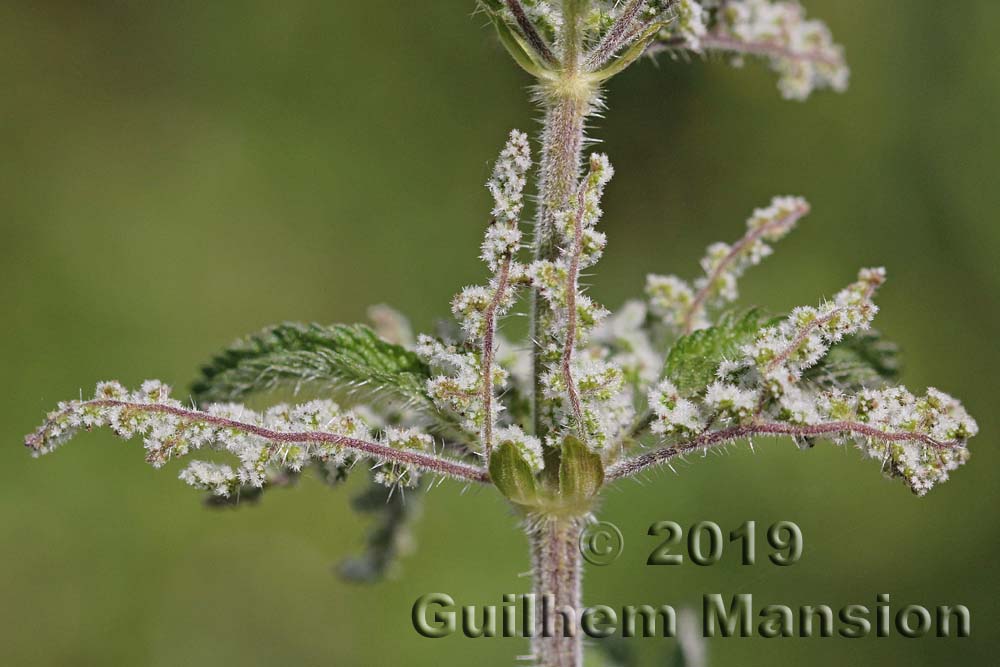 Urtica dioica