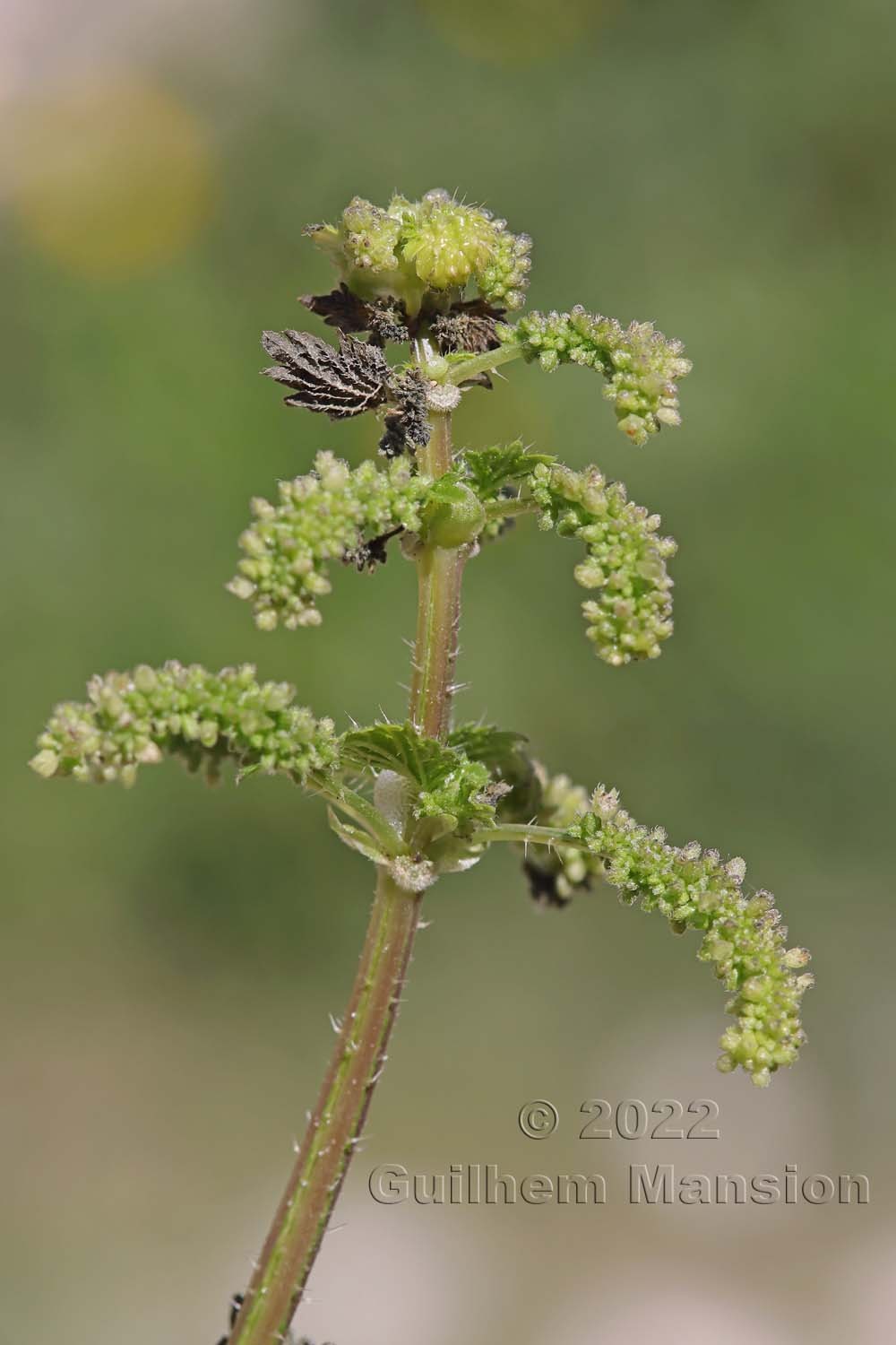 Urtica membranacea