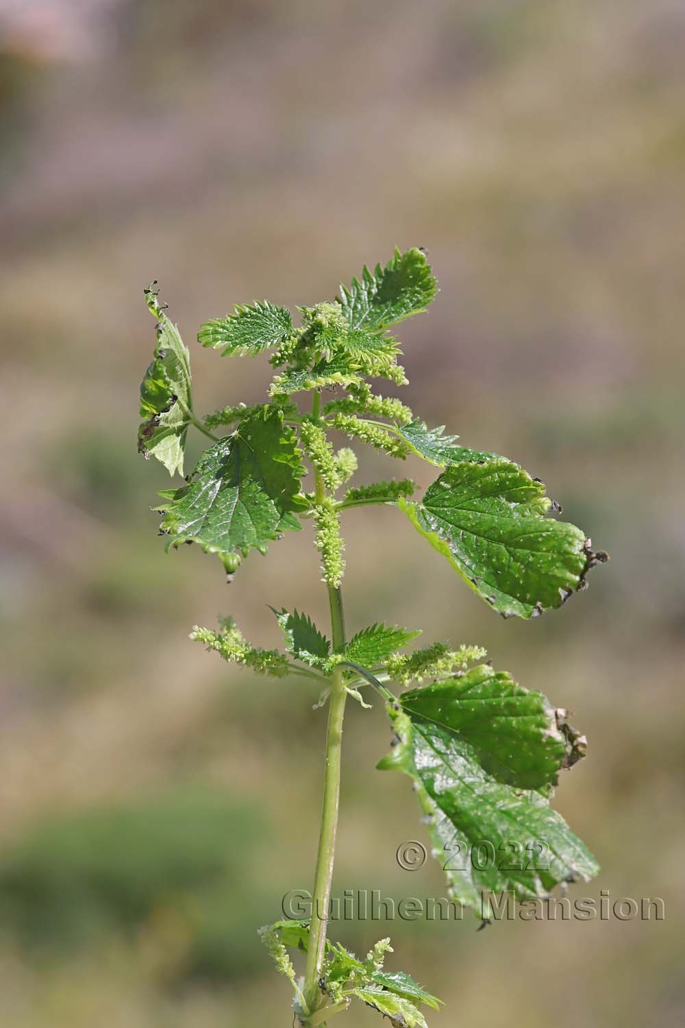 Urtica membranacea