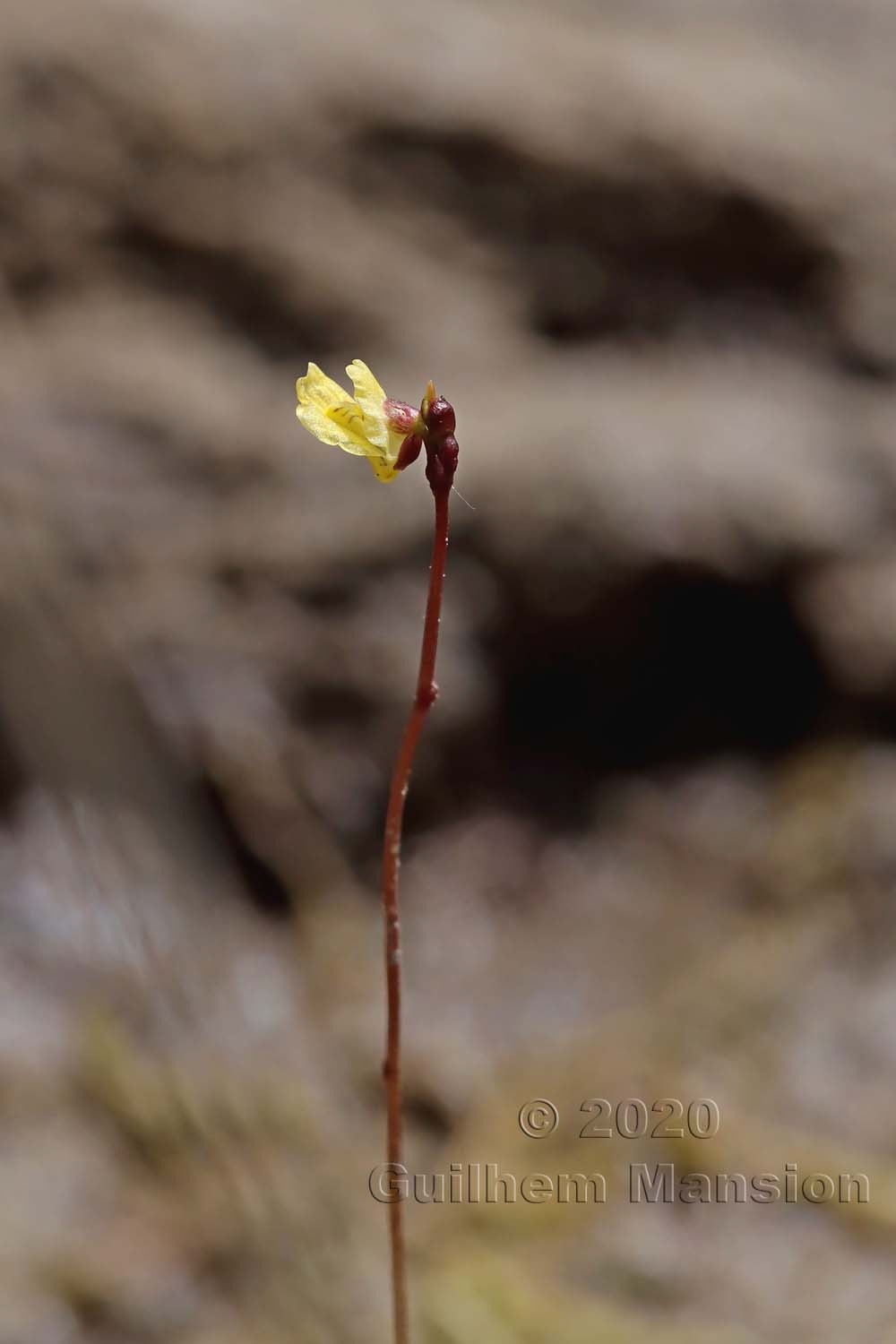 Utricularia minor