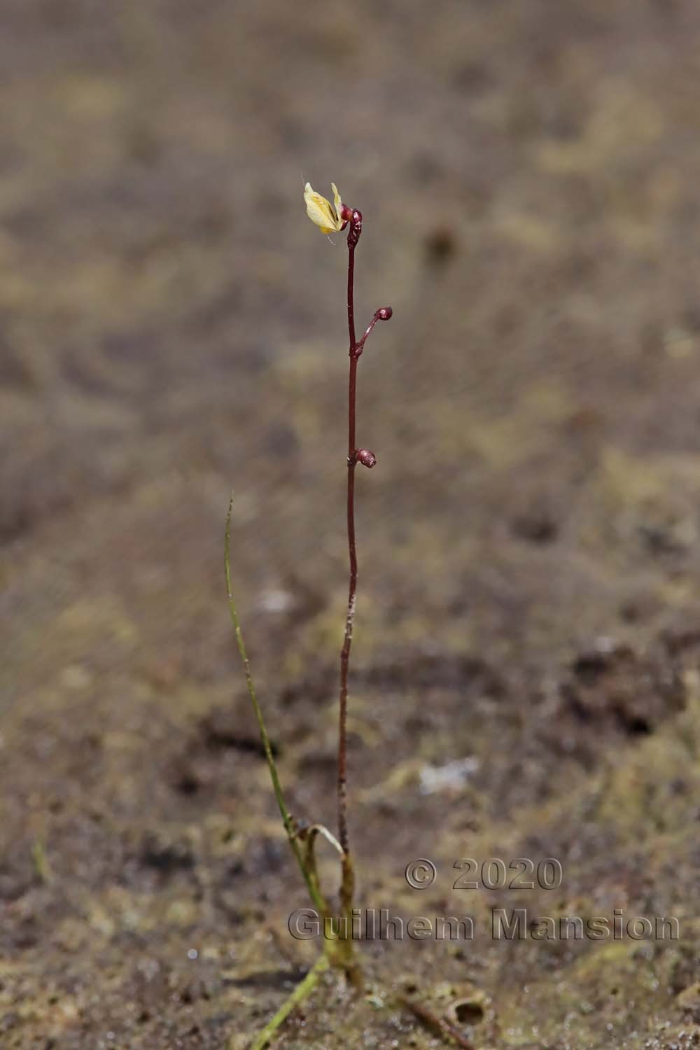 Utricularia minor