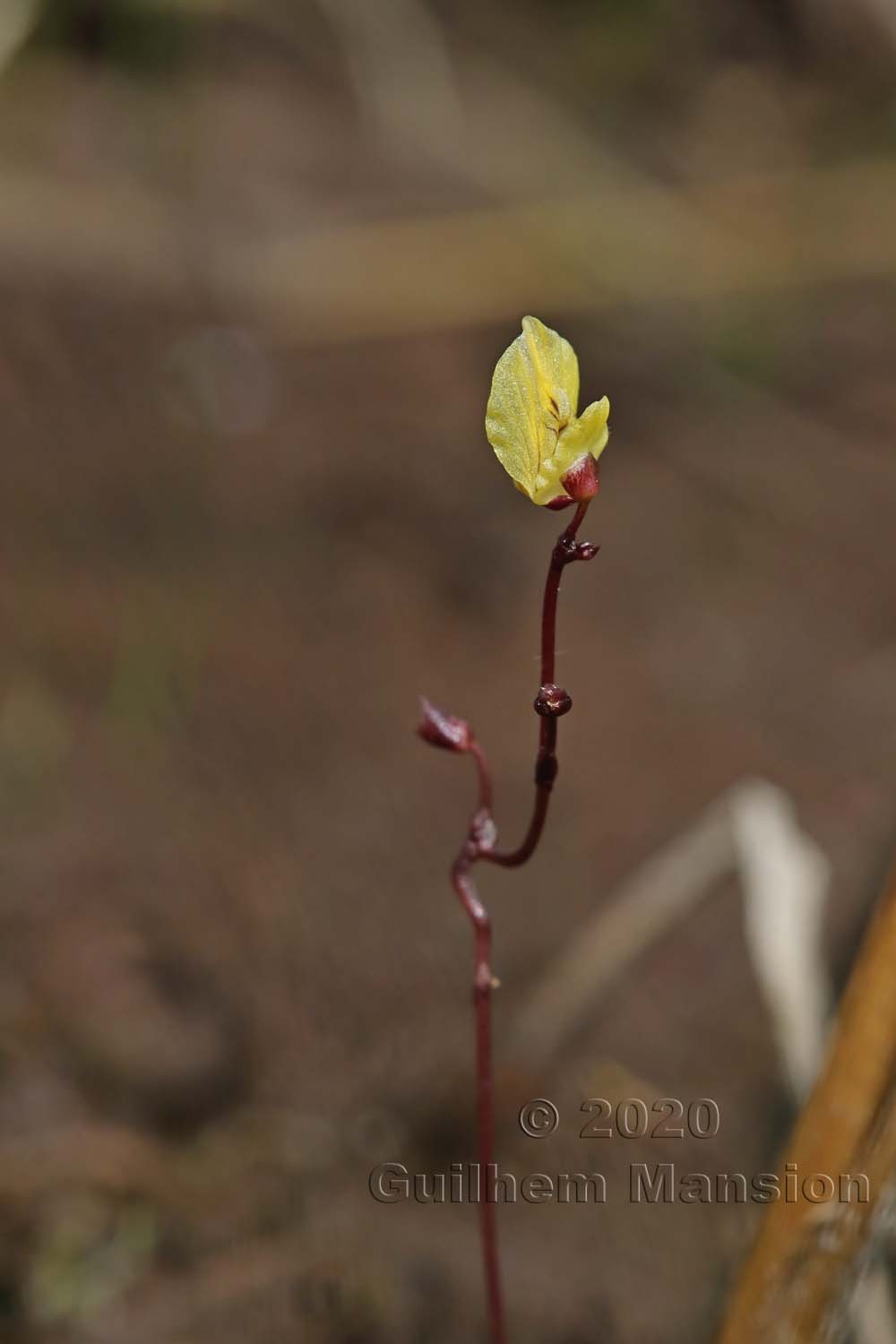 Utricularia minor