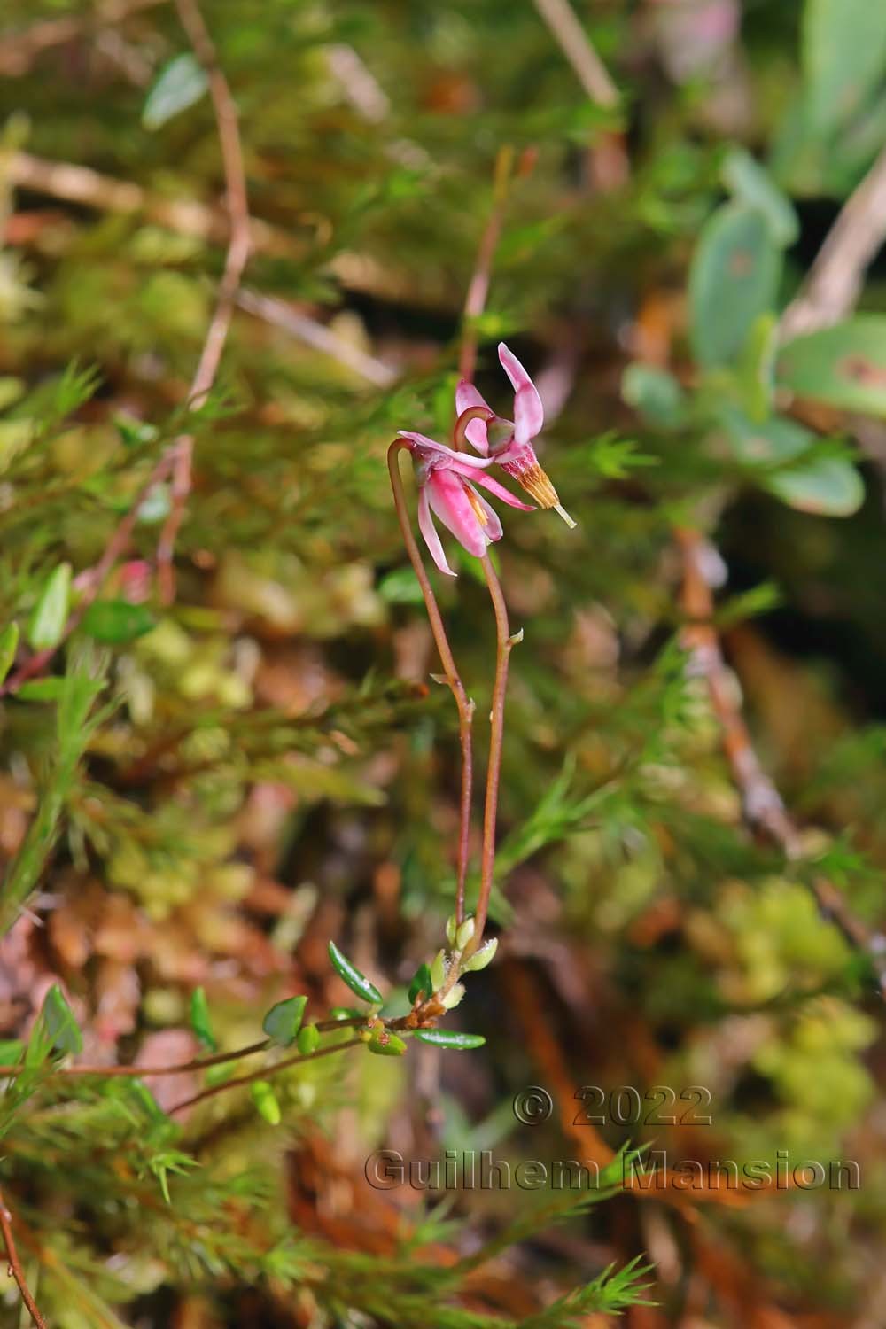 Vaccinium microcarpum