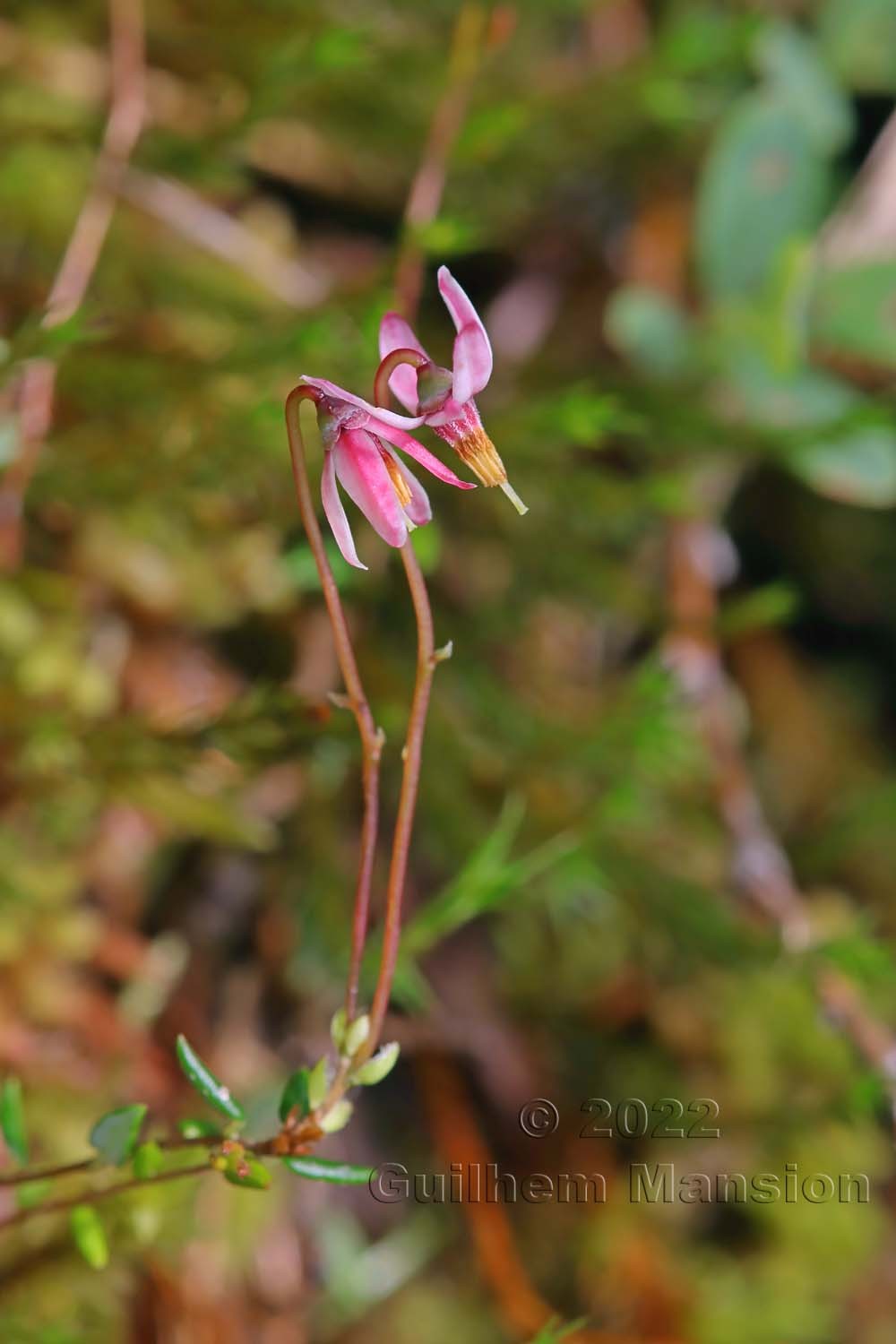 Vaccinium microcarpum