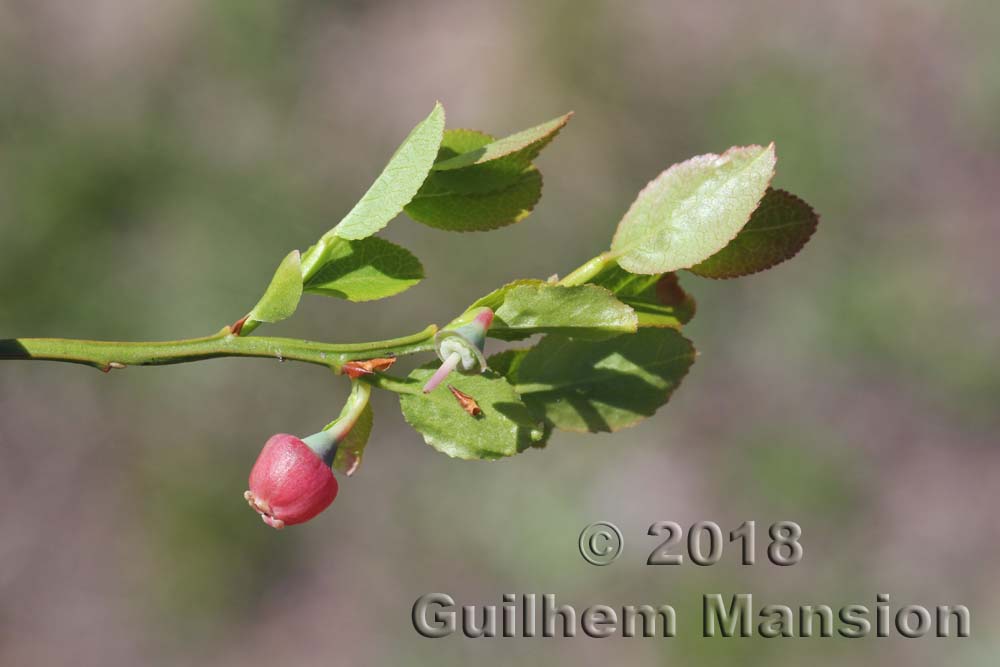 Vaccinium myrtillius