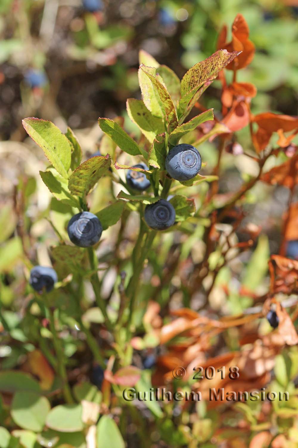 Vaccinium myrtillus