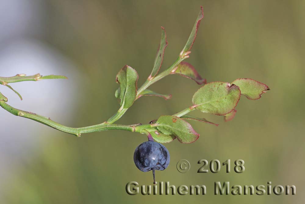 Vaccinium myrtillus