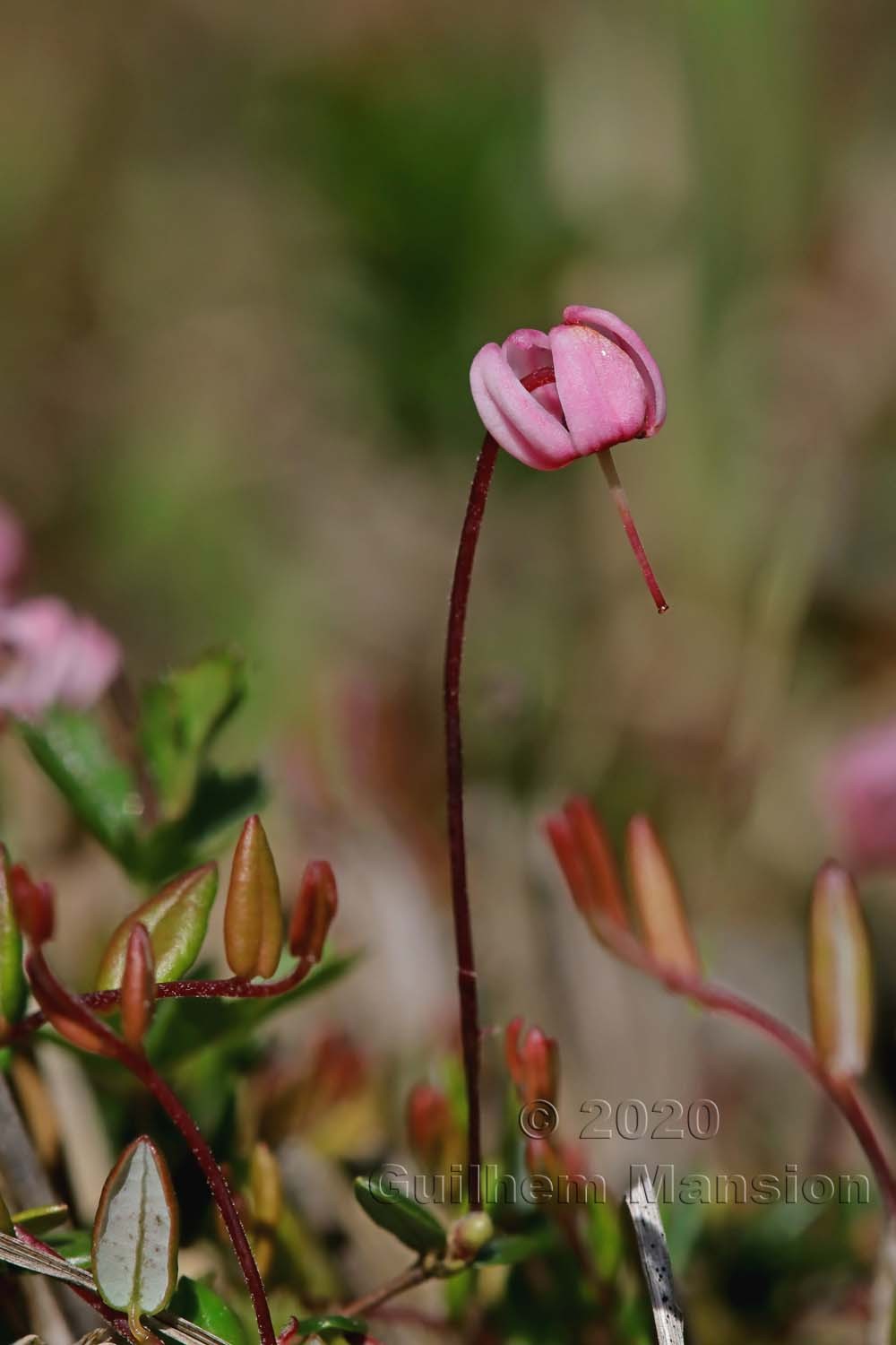 Vaccinium oxycoccos