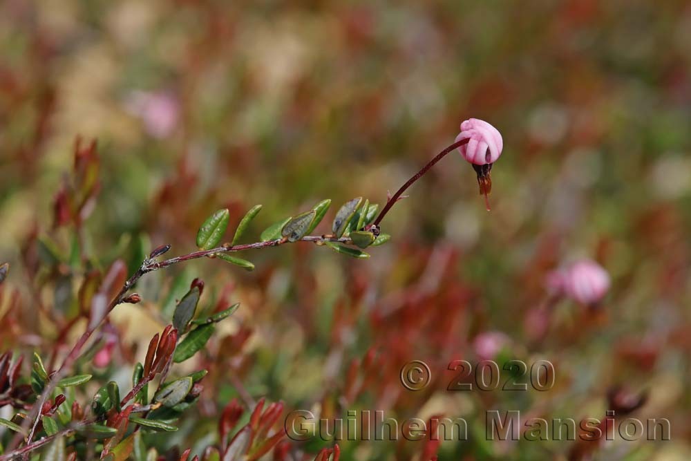 Vaccinium oxycoccos