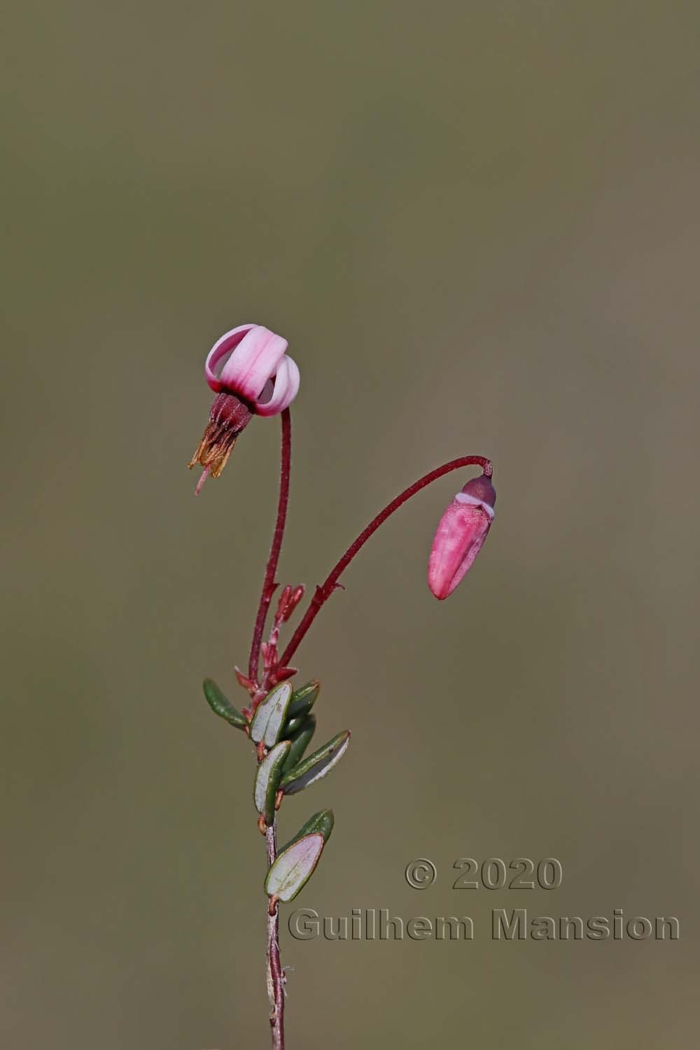 Vaccinium oxycoccos