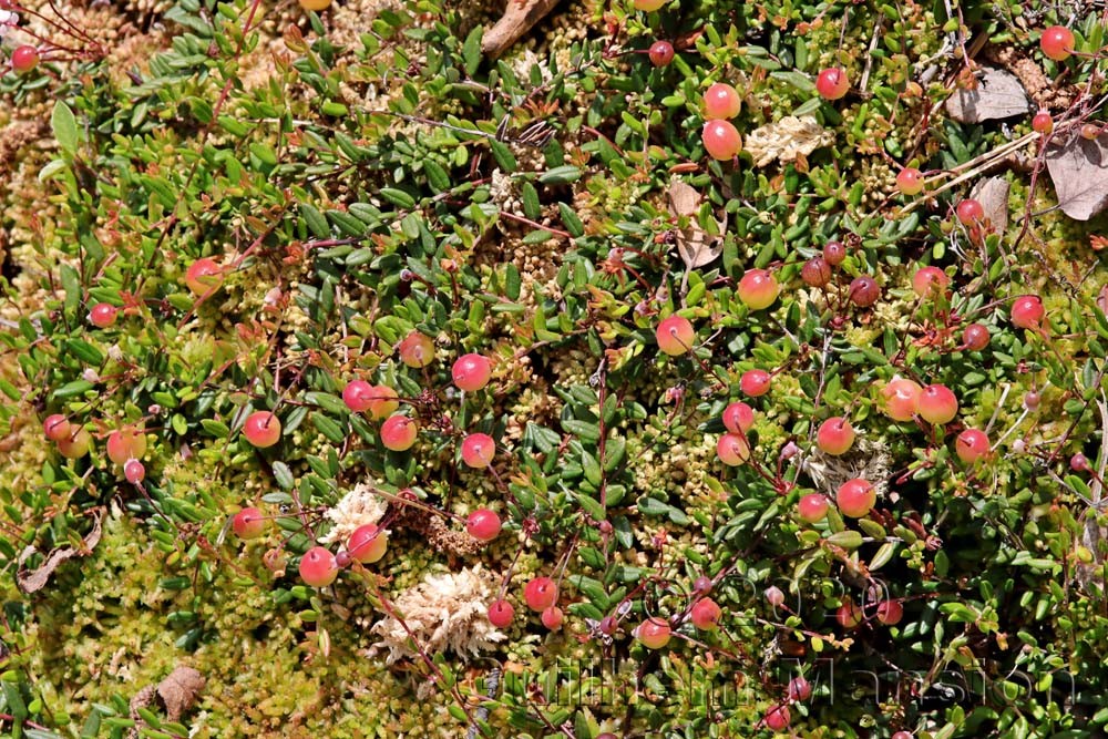 Vaccinium oxycoccos