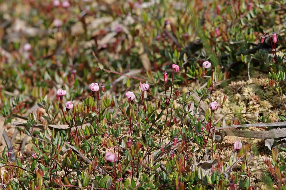 Vaccinium oxycoccos