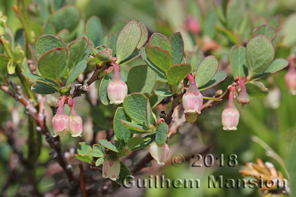 Vaccinium uliginosum