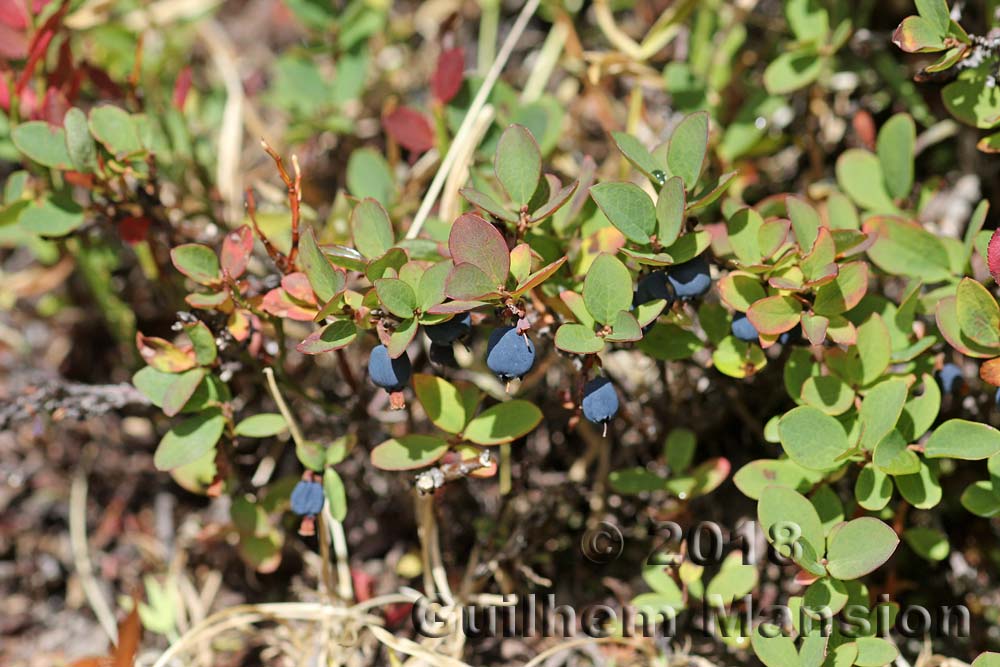 Vaccinium uliginosum