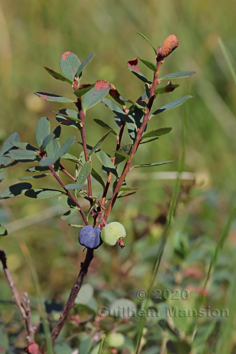 Vaccinium uliginosum