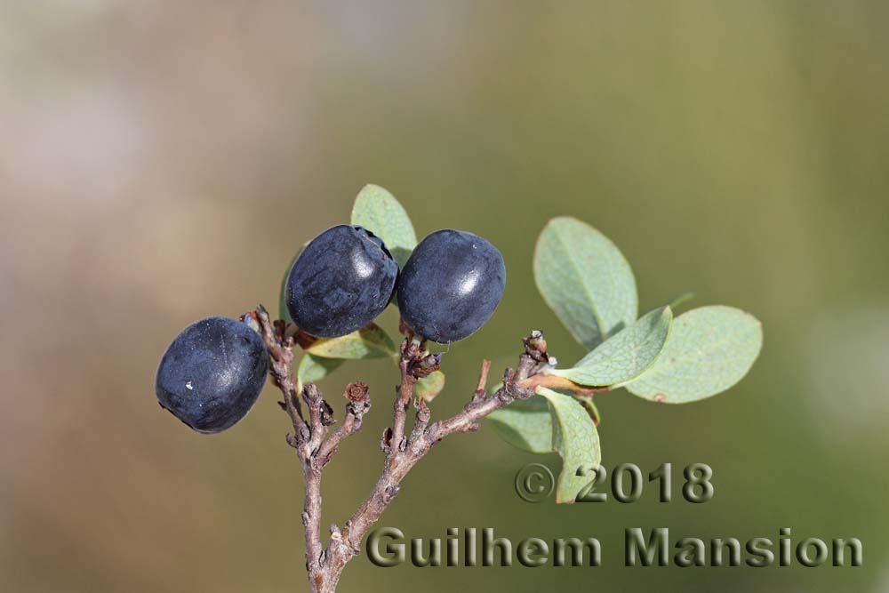 Vaccinium uliginosum