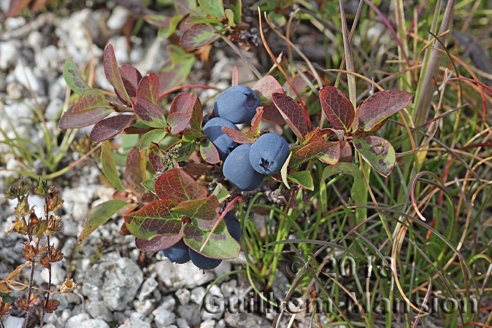 Vaccinium uliginosum