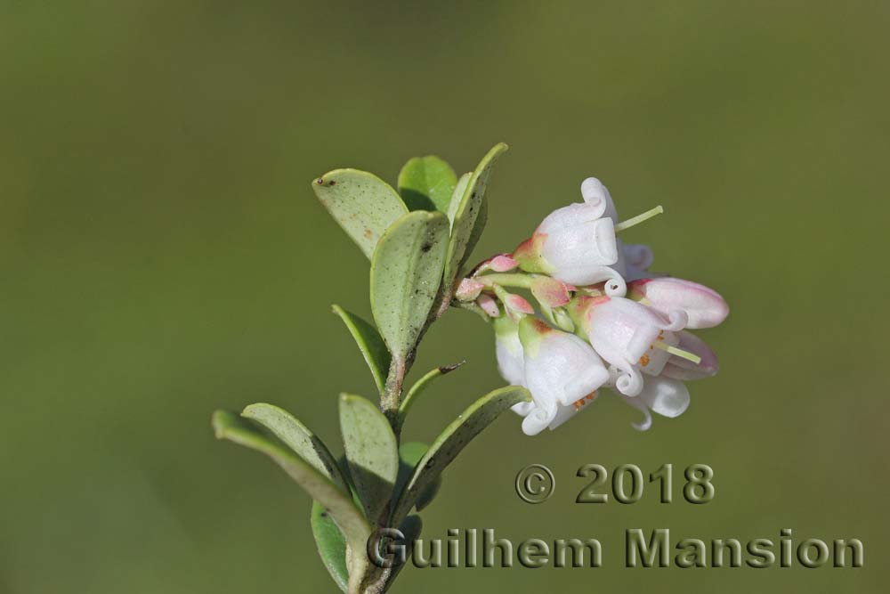 Vaccinium vitis-idae