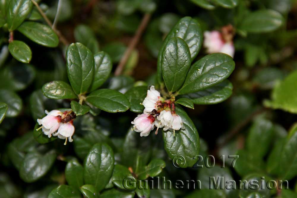 Vaccinium vitis-idae