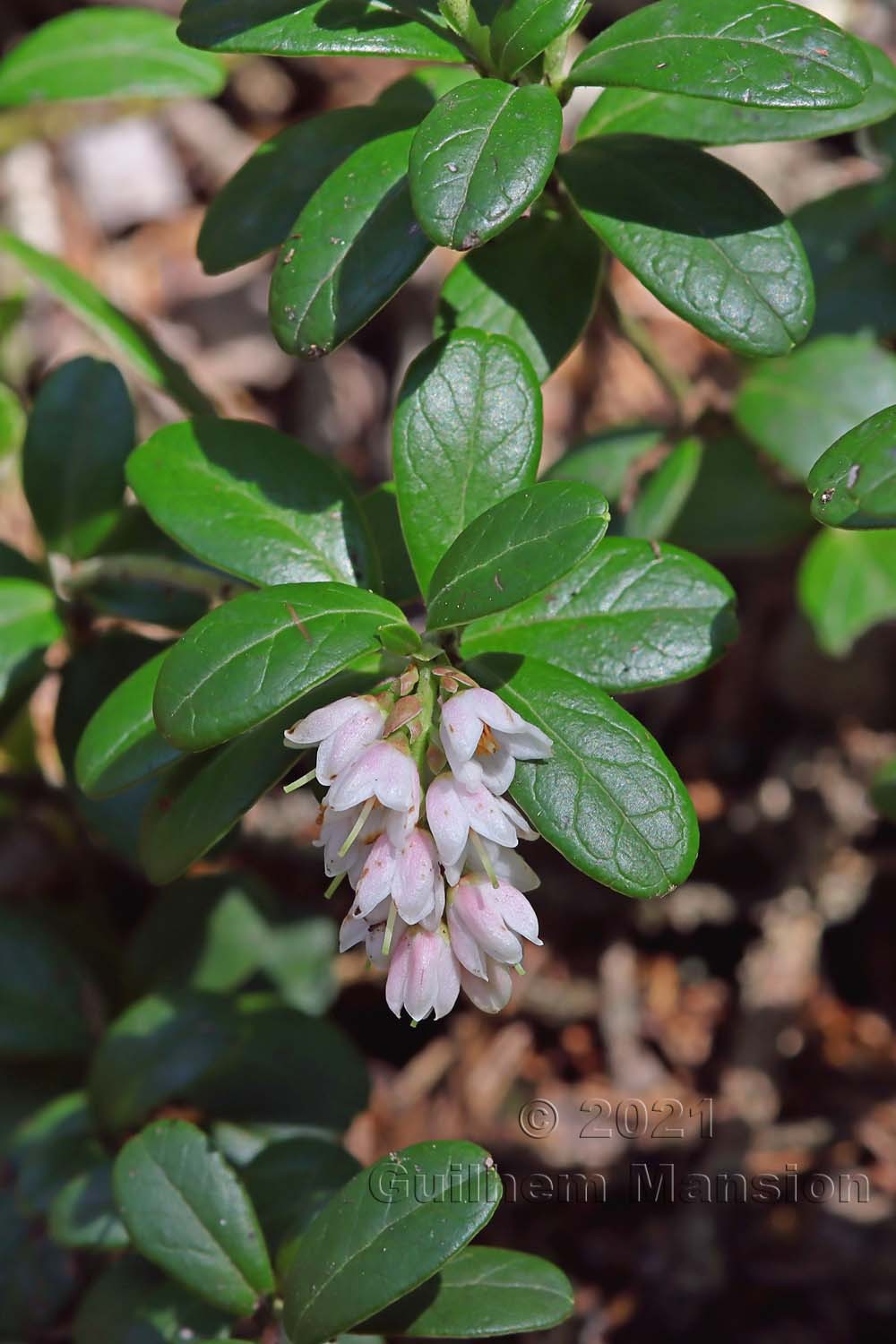 Vaccinium vitis-idaea